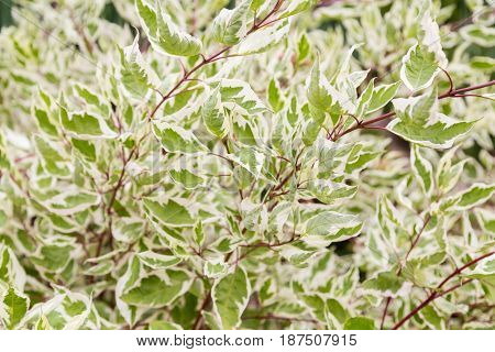 Cornus alba Argenteomarginata, Cornaceae, white and green leaves