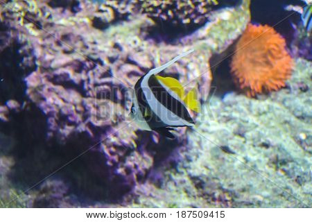 Zanclus Cornutus Idol Of Moorish Fish