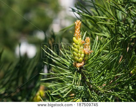 Young pine pinus pollen strobili and shoots macro selective focus shallow DOF.