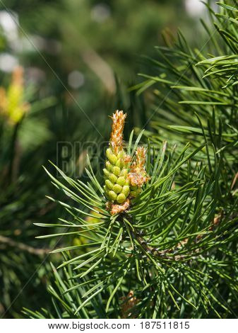 Young pine pinus pollen strobili and shoots macro selective focus shallow DOF.
