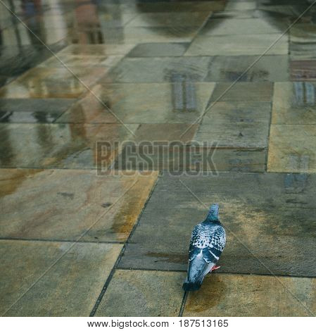 Blue-gray doves bathing in the warm pool.