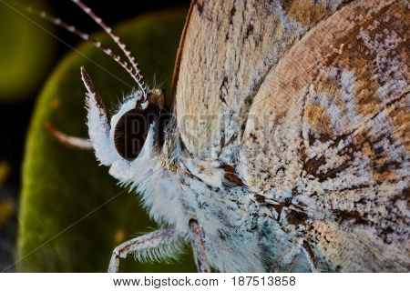 Lycaenidae Sitting On A Plant Macro Photo