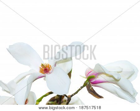 Beautiful white magnolia magnolia flower with white background