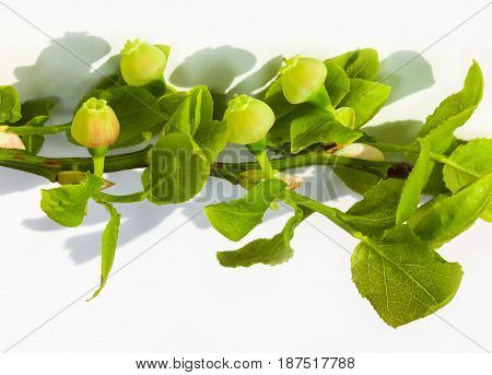 Vulnerary Plants