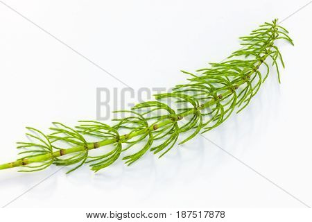 Vulnerary Plants