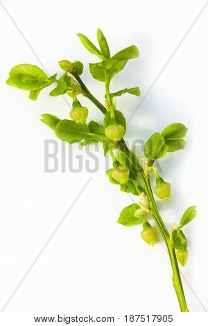 Vulnerary Plants