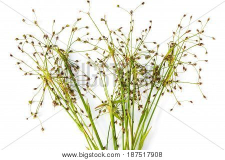 Vulnerary Plants