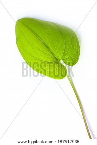 Vulnerary Plants