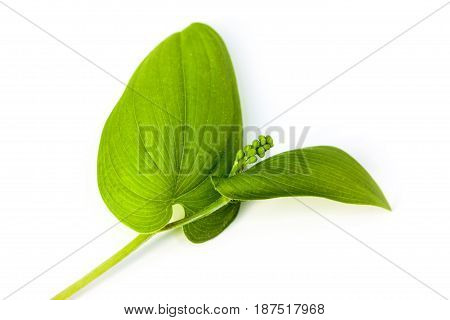 Vulnerary Plants
