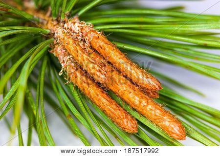 Vulnerary Plants