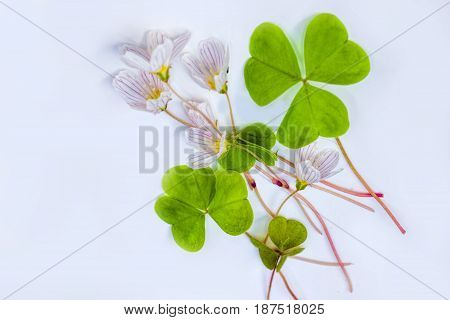 Vulnerary Plants