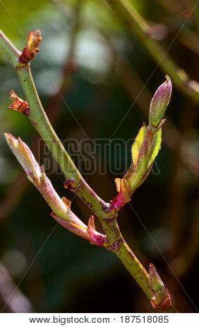 Vulnerary Plants