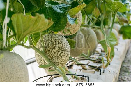 Organic cantaloupe- melon (watermelon) refreshing during the summer hea