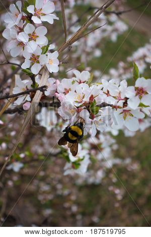 Bumble bee pollinating white flower of Manchu cherry