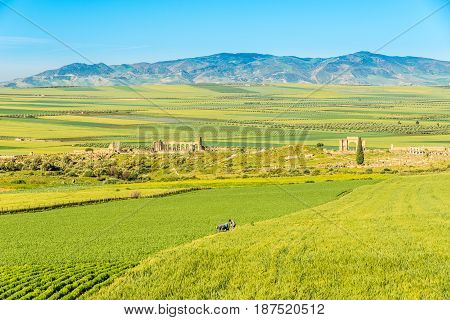 VOLUBILIS ,MOROCCO - APRIL 7,2017 - Nature near ruins of Volubilis in Morocco.Volubilis is a partly excavated Berber and Roman city in Morocco situated near the city of Meknes.