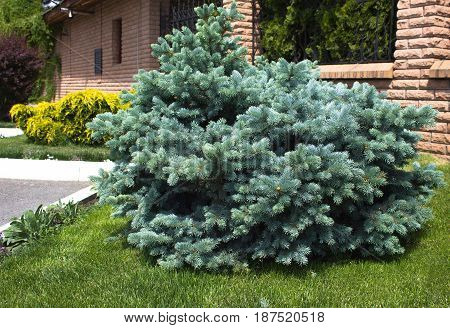 globe globosa nature picea plant pungens spruceConiferous blue landscape design