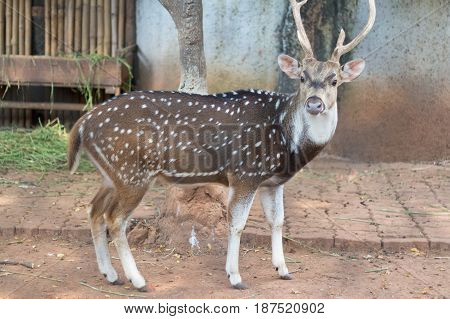 The chital or cheetal also known as spotted deer or axis deer that live in the zoo of thailand