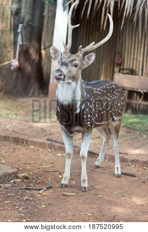 The chital or cheetal also known as spotted deer or axis deer that live in the zoo of thailand