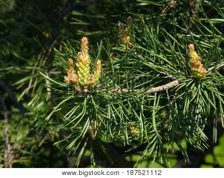 Young pine pinus pollen strobili and shoots macro selective focus shallow DOF.