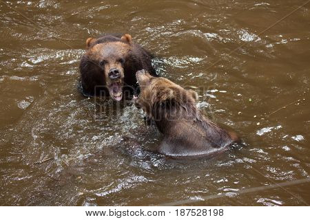 Kamchatka brown bears (Ursus arctos beringianus), also known as the Far Eastern brown bears fighting in water.