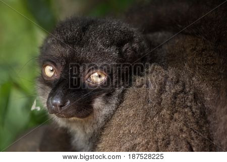 Female white-headed lemur (Eulemur albifrons), also known as the white-fronted brown lemur. 