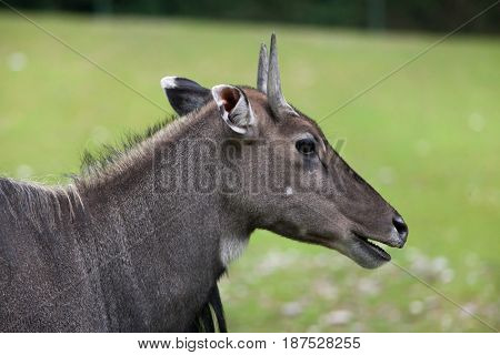 Nilgai (Boselaphus tragocamelus), also known as the nilgau or blue bull.
