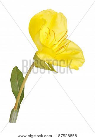 Single bright yellow flower and leaf of Missouri evening primrose (Oenothera macrocarpa) isolated against a white background