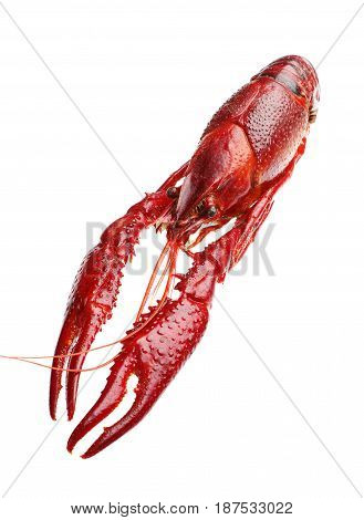 Red boiled crawfish isolated on a white background