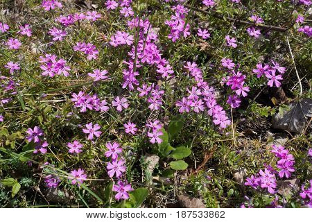 Pink Flowers Of Phlox Subulata In Spring