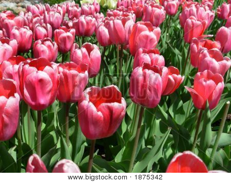 100 Różowy tulipany z bliska
