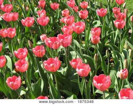 100 Różowy tulipany