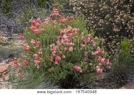 Wiry honey myrtle bush â Endemic wild flower in Western Australia at Kalbarri region