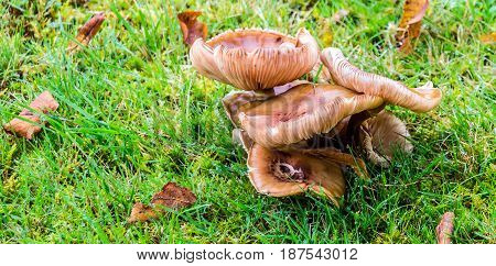 Cluster Of Grass Mushrooms