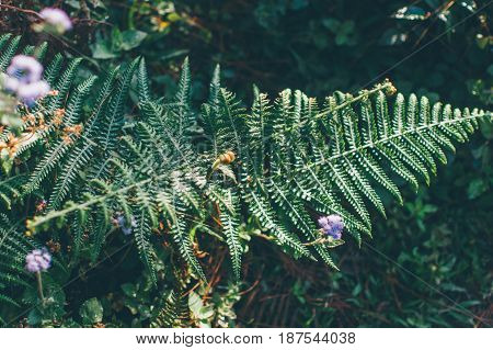 Wild Flower And Fern In The Mountains Of The Philippines