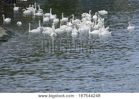 Group Of White Swans On A River