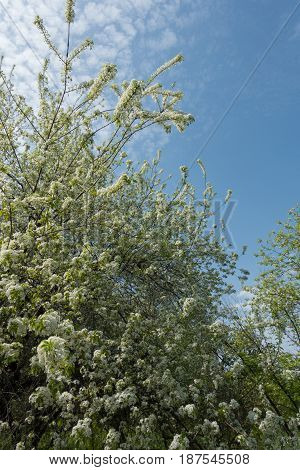 Flowering Branches Of Prunus Padus Against The Sky