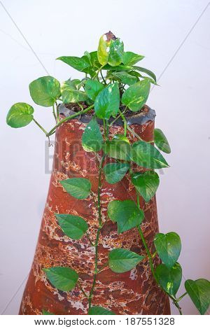 Epipremnum aureum in beautiful clay pottery decorative in home