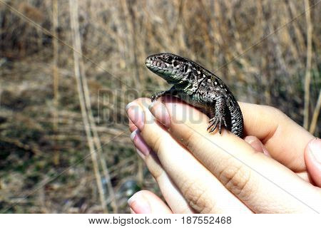 Gray lizard in the hands of man