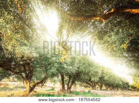 Sunlight shining through the olive trees in the garden.