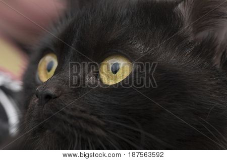 yellow eye black cat close up looks into the lens