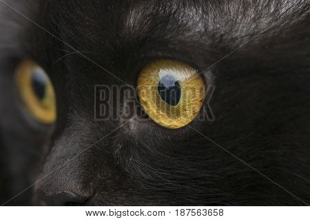 yellow eye black cat close up looks into the lens