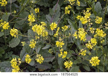 Sinapis arvensis plant used in alternative medicine field
