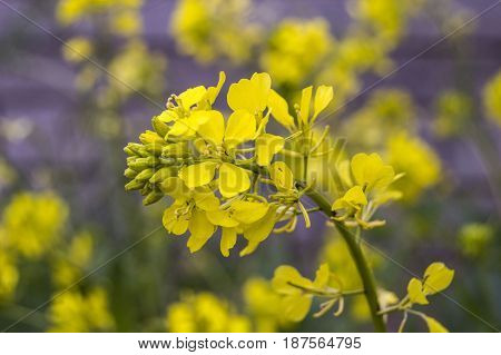 Sinapis arvensis plant used in alternative medicine field
