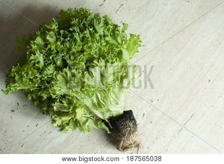 Bunch Of Raw Organic Green Frisee Salad With Roots