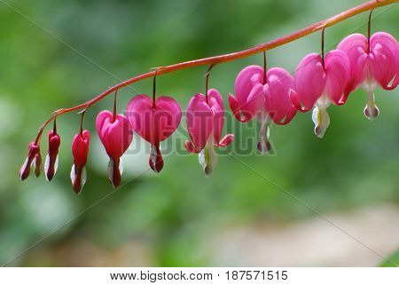 Flowering pink lyre flower in a garden.