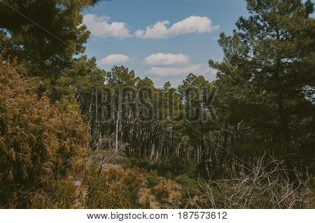 Mountain landscape. High mountain view. Pine trees at summertime. Summer in the forest.
