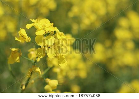 Canola flower and insect closeup. Beautiful yellow flower