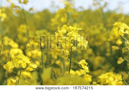 Canola flower closeup. Beautiful yellow natural bio fuel