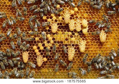 Waxen cottage for growing of chapter of bee family. The young queen bee