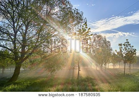 Sun beams through tree and morning blue sky and grass
